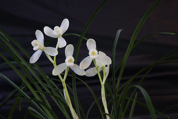 幽兰吐艳，香飘春城——中国（昆明）兰花博览会全记录（三）兰花篇