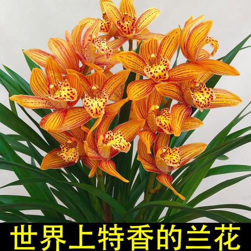 室内养兰新选择 浓香四季兰，好养易活还能净化空气