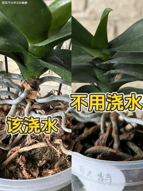 养兰十年才懂 一年能开几次花？抓住这个关键点，想不开花都难