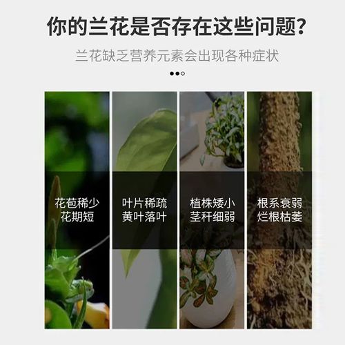 养兰必备 源头工厂'八个老头兰灵王'兰花专用营养液——EM菌技术全面解析